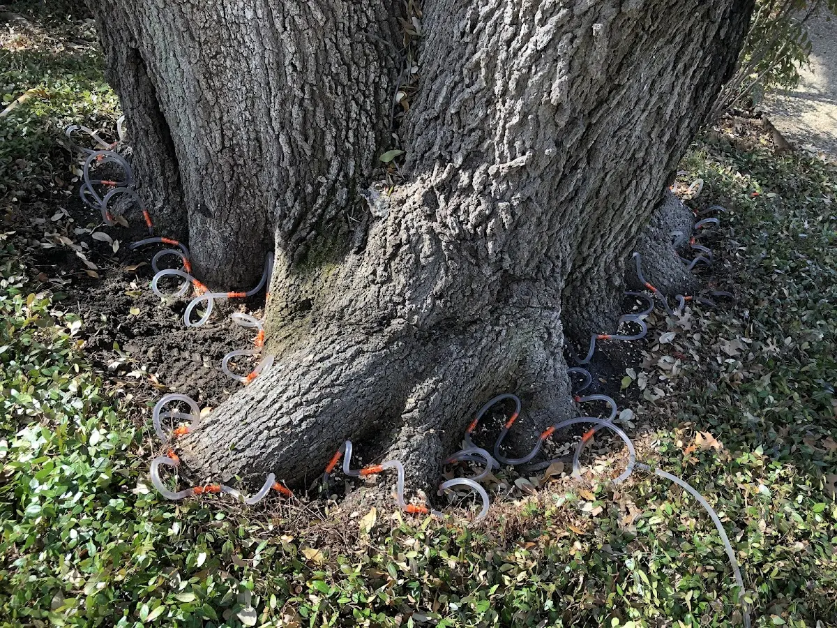 Detailed Tree Cabling and Bracing job site in Turtlepoint