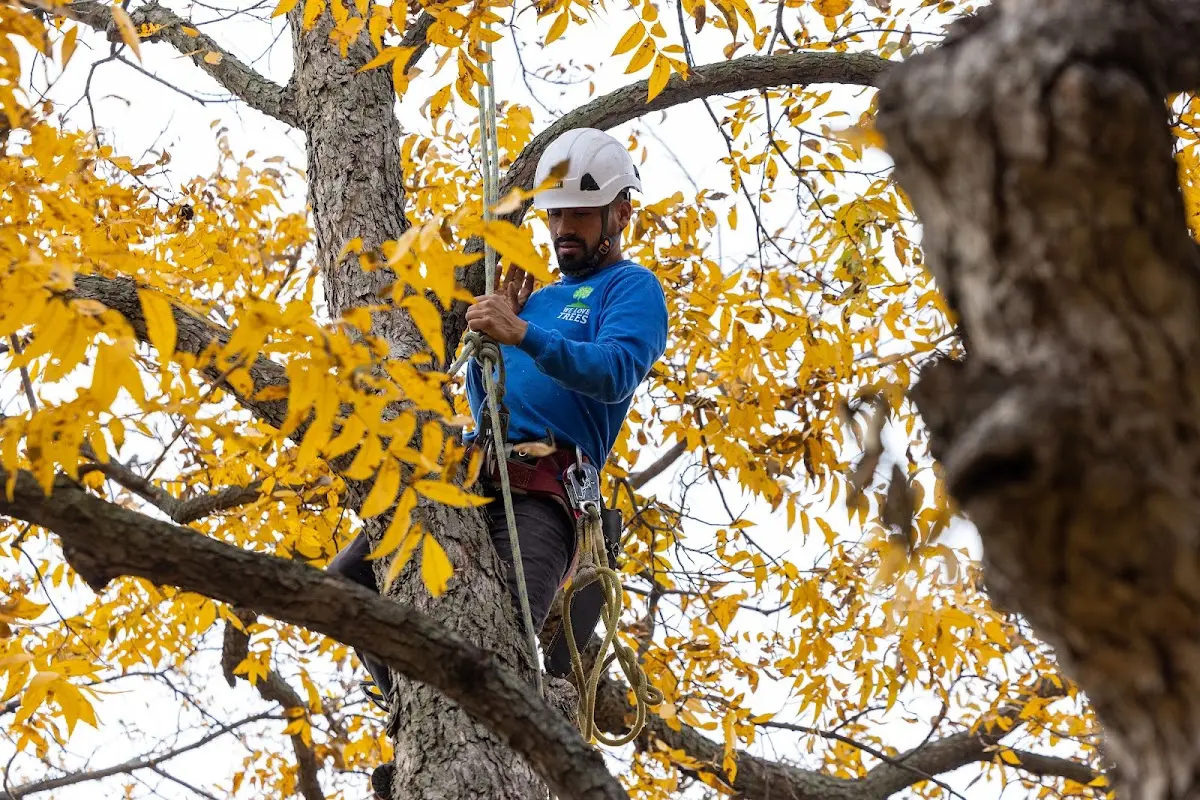 Skilled Tree Transplanting crew working in Turtlepoint